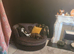 Stunning mearle mastiff mix female puppy