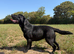 Adult - KC Registered Labrador Retriever Bitch