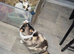 Gorgeous 3 year old cat needs rehoming asap