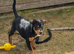 14 week old kelpie x collie puppy