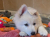 CHAMPAGNE LONG COAT GSD GIRL