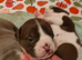 English bulldog puppies