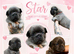Fluffy French bulldog puppies