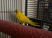 2 x beautiful baby kekeris