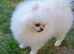 KC White pomeranian PROVEN STUD DUTIES ONLY