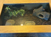 Russian Rat Snake with Setup