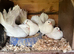 Fan tailed Dove’s for sale
