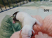 Puppy Staffordshire Bull Terrier