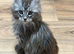 Large MaineCoon kittens