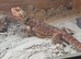 Bearded dragons