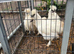Silkies for sale