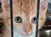Beautifull Manx kittens