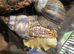 GIANT AFRICAN LAND SNAILS