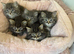 Maine coon x Persian kittens
