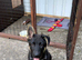 German shephard puppy for sale