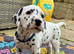 Dalmatian puppies - ready 23/10/26
