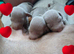 Three beautiful isabella dachshunds for sale