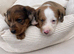 2 beautiful doxiepoos.