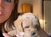 Maltipoo puppies!!