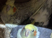 Bonded Breeding Pair of Cockatiels – Recently Laid Eggs