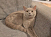 Pedigree british shorthairs