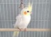 Male Lutino Cockatiel