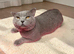 Proven British Shorthair Male – For Sale