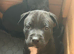 Staffy puppies