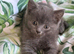Male British shorthair