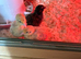 1 week old quails