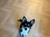 Olive - 6-Month-Old Deer Head Chihuahua - Looking for Her Forever Home