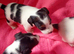 Jack Russell Puppies for Sale Swansea