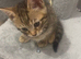 Adorable kittens looking for a loving home