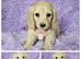 Beautiful long coat cream mini dachshunds