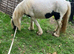 Ride and drive cob mare