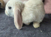 Beautiful baby mini lops