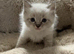 Gorgeous ragdoll kittens