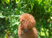 Miniature Poodle.