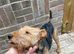 Lakeland terrier