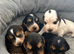Show Cocker Spaniel Puppies