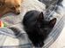 Russian blue x Bengal mixed breed kittens