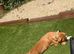 Beautiful 8-Month Staffy Cross Puppy Needs A Loving New Home (Urgent)