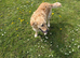 Golden retrievers for sale good homes only