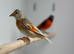 Red Siskin