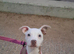 Puppy need rehomes