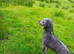 Bedlington whippet pups