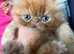 Handsome male Persian kitten
