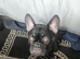 4 beautiful french bulldog
