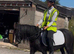For sale Samantha 5years old cob mare