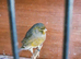 Yorkshire canary, Rotherham